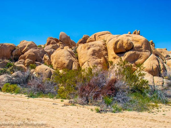Indian Cove Nature Trail – Joshua Tree&nbsp;4-14-23