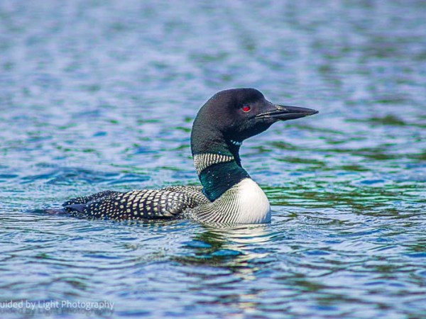 Loons of Lake&nbsp;Lucerne