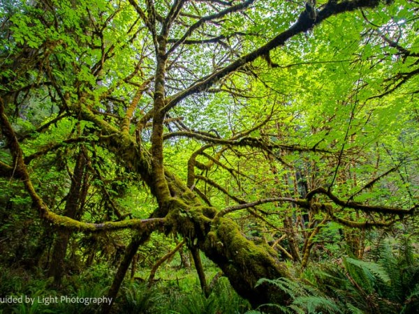 Elk and Green New&nbsp;Growth