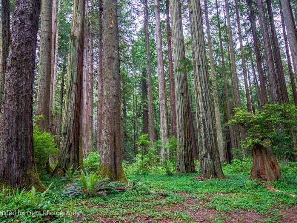 Sequioa Park 5-27-23