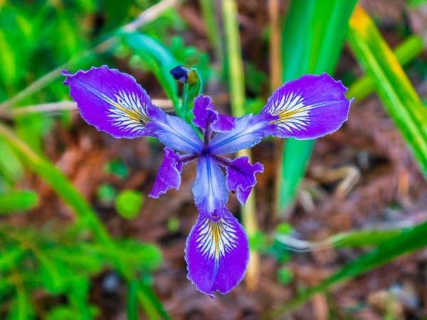 Irises Galore!
