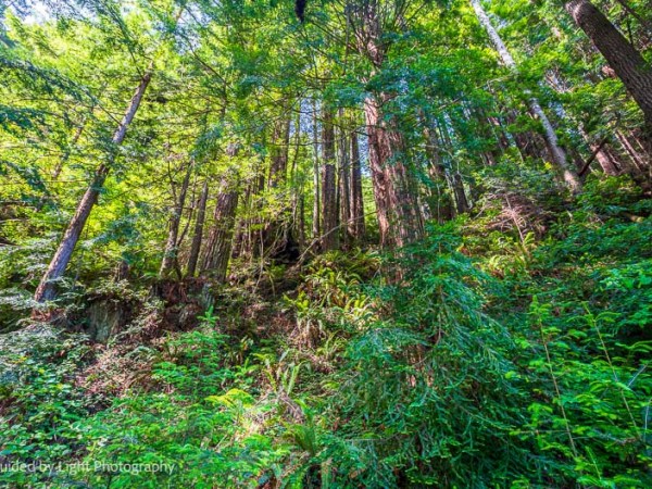 Headwaters Forest Reserve