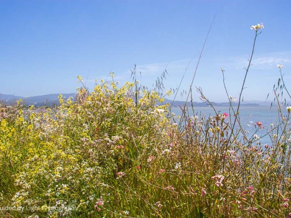 Arcata Marsh 6-15-23